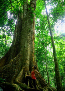 Cuc Phuong tree
