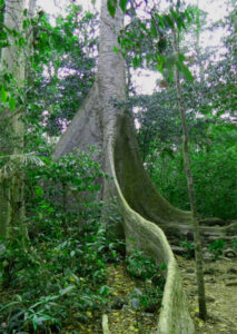 Cuc Phuong big tree